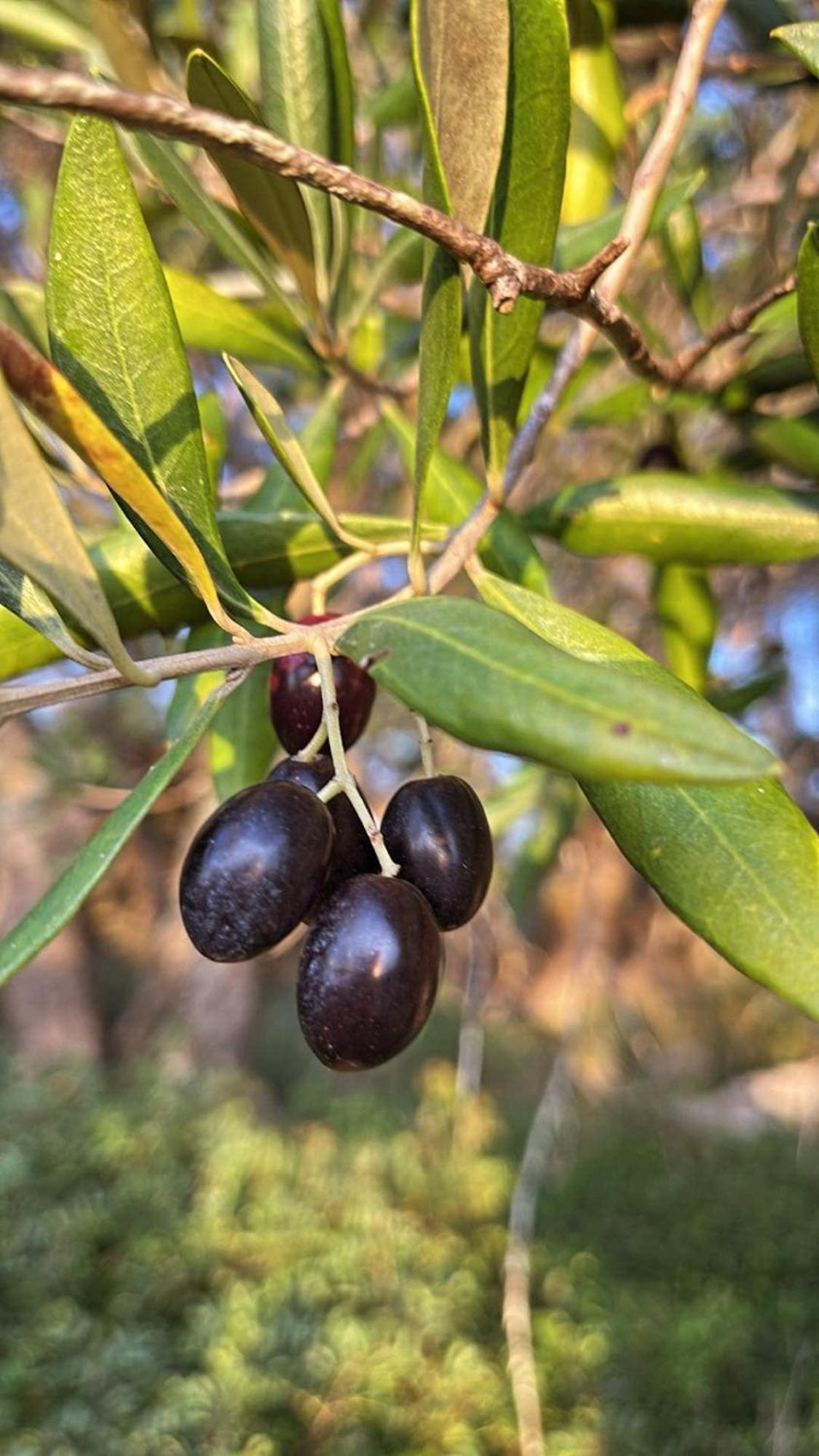 Villa Maria 4 Λιαπάδες Εξωτερικό φωτογραφία